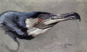 Cormorano da Edwin John Alexander